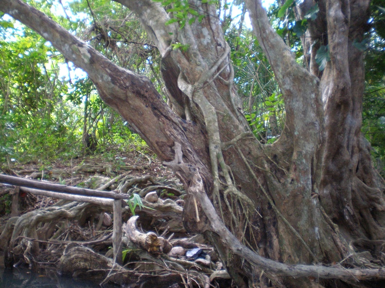 Dominica Indian River20.JPG